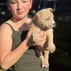 ABKC Registered American Bully puppies 