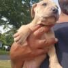 Boerboel Puppies / Old English Bulldog puppies born 8/19