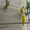 Parakeets