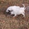 Llewellin setters puppies