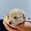 Maltipoo Puppy