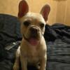 11 week old Male French Bulldog