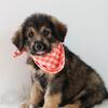 German Shepherd Bernedoodle Mix Puppies 