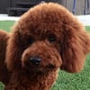 Dark red mini poodle AKC/CKC Proven Stud/mate services only