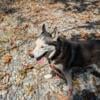 Female older Siberian Husky