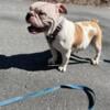 Adult female olde English bulldogge