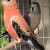 Bourke Parrots bonded males