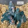 Blue Quaker Parrots - Handfed Babies