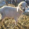 Friendly Pet Nubian Wethers