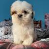 Male shih tzu puppy