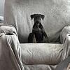 Doberman mix