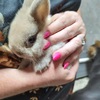 Purebred Netherland Dwarf bunnies