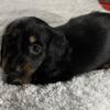 Akc mini doxie girls