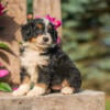 Adorable Mini Bernedoodle Puppies for Sale!