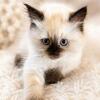 Blanky - Female Seal Point Himalayan Kitten