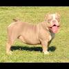 Female Bully