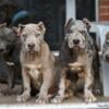 ABKC XL AMERICAN BULLY PUPPIES FOR SALE