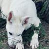 One male Registered White German Shepherd pup