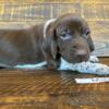 German Shorthaired Pointer Puppies