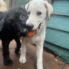 White German Shepherd mixes  myrtle beach SC