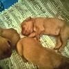 Vizsla puppies available in Michigan