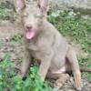 Akc german shepherd pups in Texas