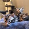 Wisconsin Spotted and Marbled Bengal Kittens Ready By 11/20-12/18