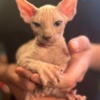 Sphynx Kittens (AVAILABLE NOW)