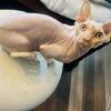Sphynx  Boy