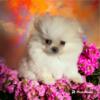 Beautiful girl Pomeranian pup