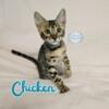 Tica Registered Brown Rosette Male Bengal Kitten