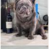AKC registered Lilac Full Fluffy French bulldog available for stud only $850
