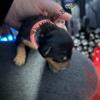 Miniature Pinscher Puppies 