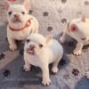 Platinum Isabellas French Bulldog puppies