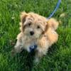 Maltipoo male puppy to be rehomed