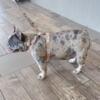 Adult AKC female blue merle french bulldog in heat soon