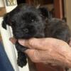 Adorable brindle yorkiepoo girl