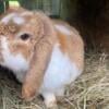 Mini lop buck 