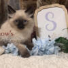 Ragdoll female kitten