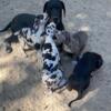 Great Dane Puppies