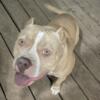 Pocket Bully looking for a forever home. 4 year old spayed female named Lexie.