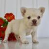 Zoey Female Fluffy French Bulldog