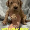 Maggie's Yellow Boy - F1bb Standard Goldendoodle - Morehead, KY 