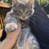 Beautiful TABBY RAGDOLL MIX kitten READY for forever home