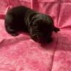 Cane Corso puppies, akc iccf ukc health tested