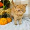 Beautiful Orange ESH Female, ESH, Sweetest Personality 