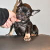 Super small female Frenchie akc