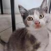 Kitten needing new home