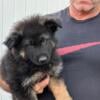 AKC Long haired German Shepherd Puppies