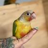 Green cheek conures
